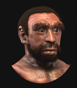 Homo heidelbergensis reconstruction