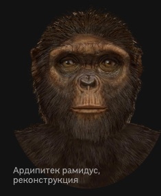 Ardipithecus ramidus reconstruction