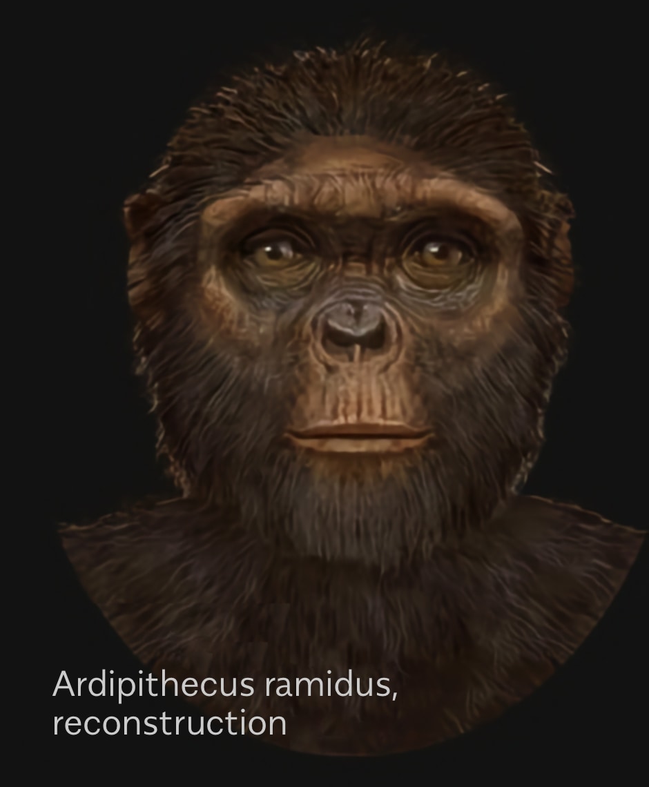 Ardipithecus ramidus reconstruction